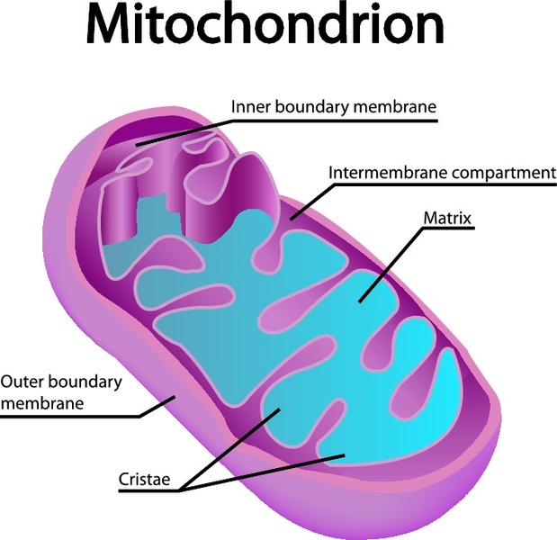 Mitochondrion and Cristae - THE INNER WORKINGS OF AN ANIMAL CELL